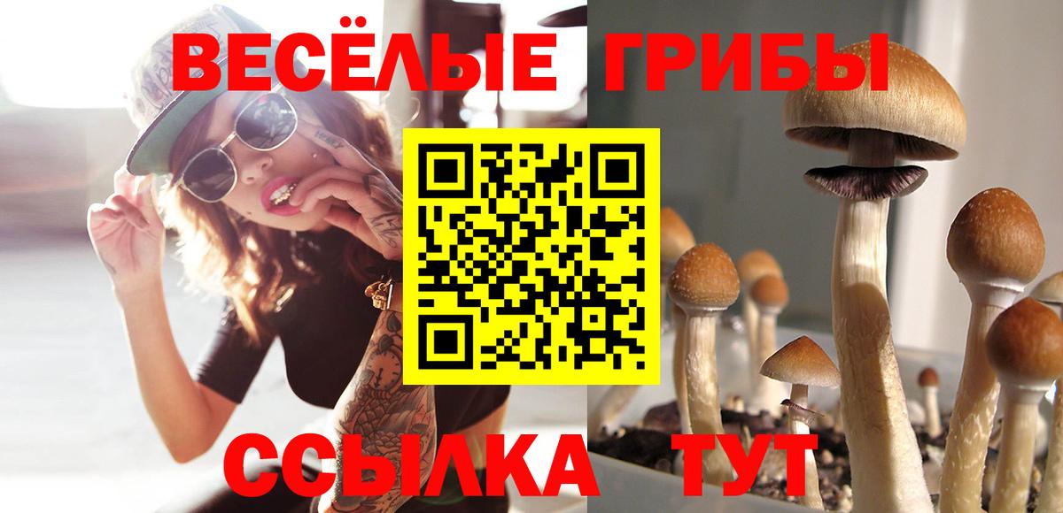 Псилоцибиновые грибы Psilocybe Узловая